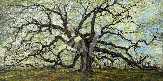Oak Tree of Patience